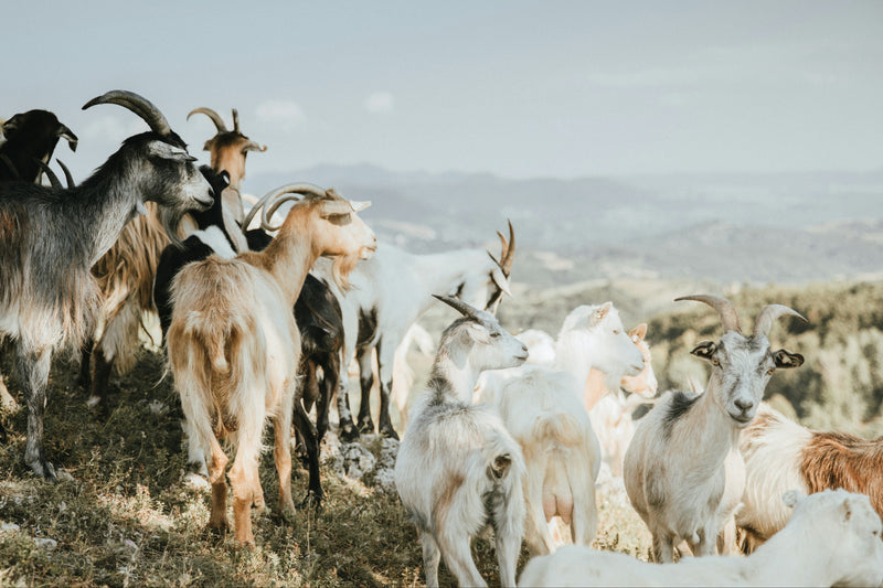 Goat Milk Powder