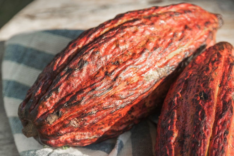 Organic Cacao Powder