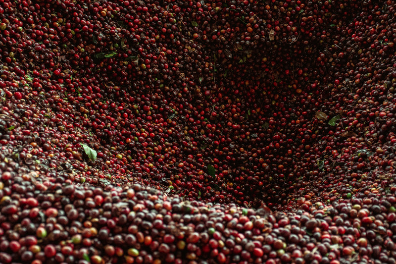 Organic Instant Coffee + L-Theanine