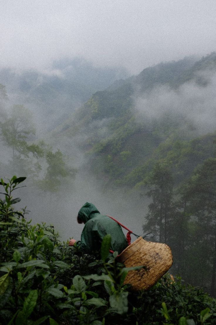 Farmer harvesting crops on a misty green mountainside