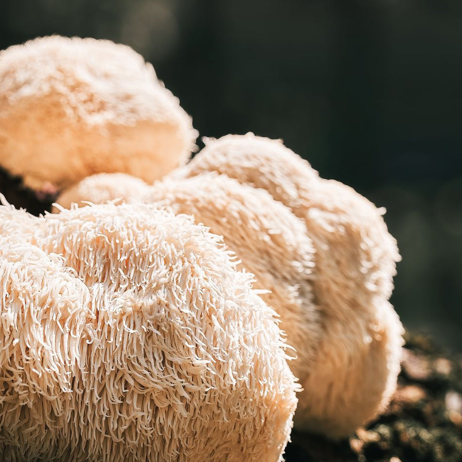 Lion's mane mushrooms growing outdoors