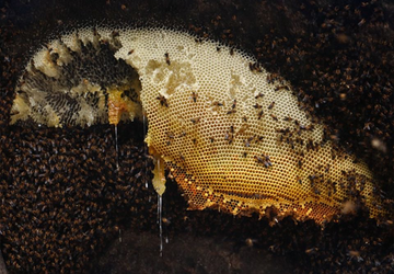 Bee Pollen (Inside Scoop)