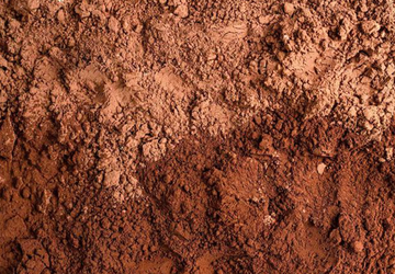 Cacao (Inside Scoop)