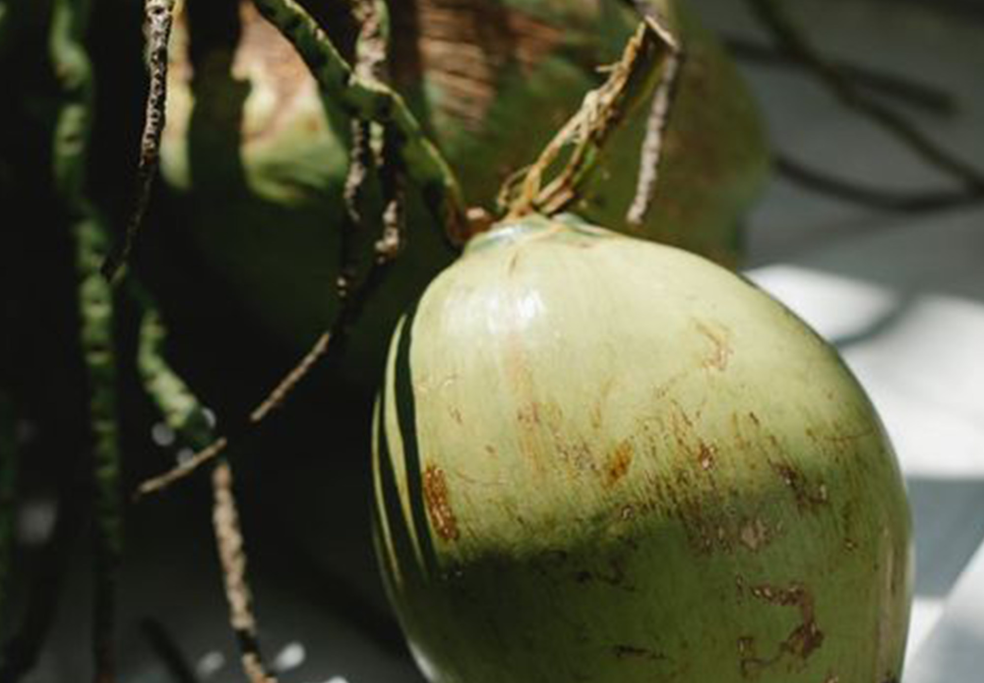 Coconut Blossom Nectar (Inside Scoop)