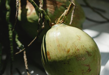 Coconut Blossom Nectar (Inside Scoop)