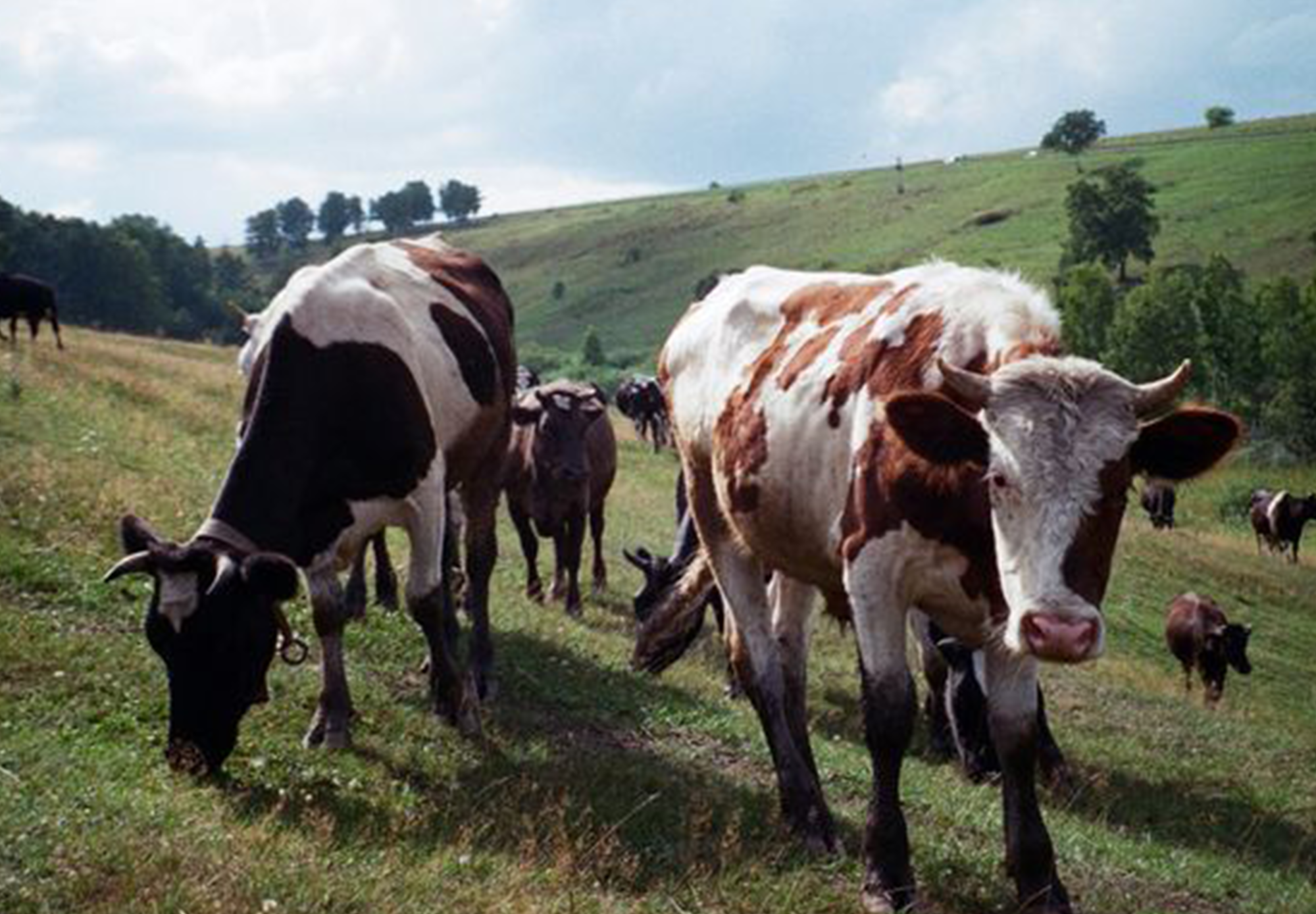 Grass-Fed Collagen (Inside Scoop)