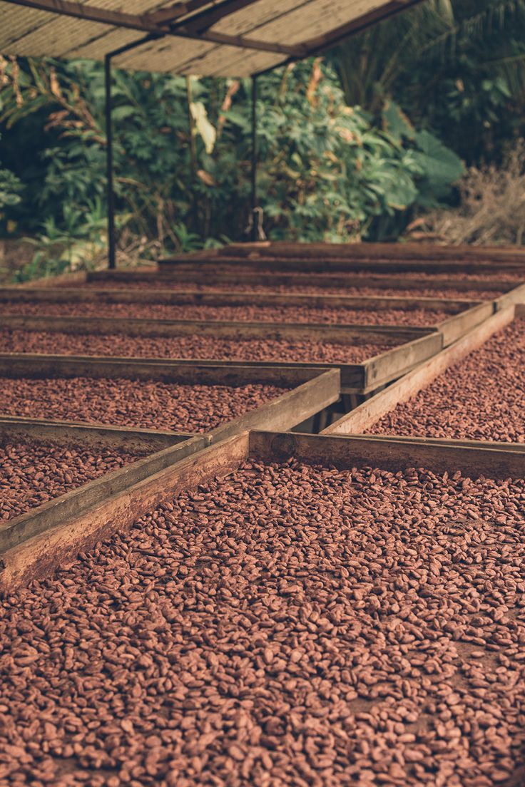 Cacao beans drying on raised beds at a farm