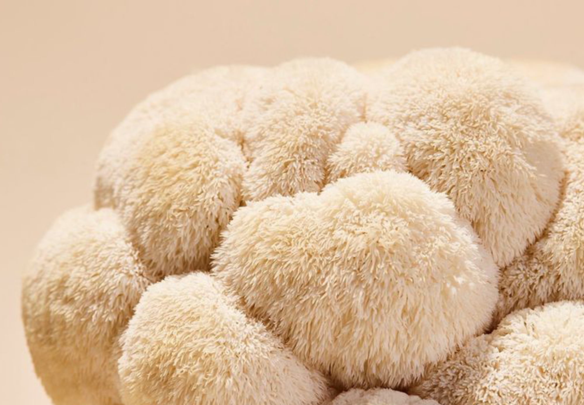 Lion's Mane Mushroom (Inside Scoop)