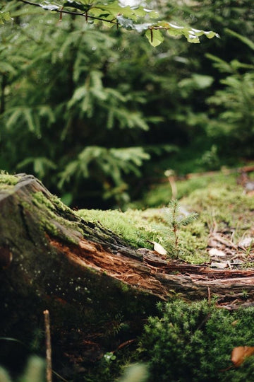 Nature (Mavi Manifesto)