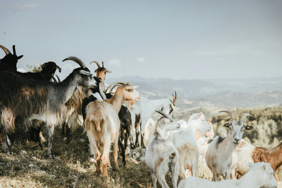 Herd of goats grazing on a mountain hillside