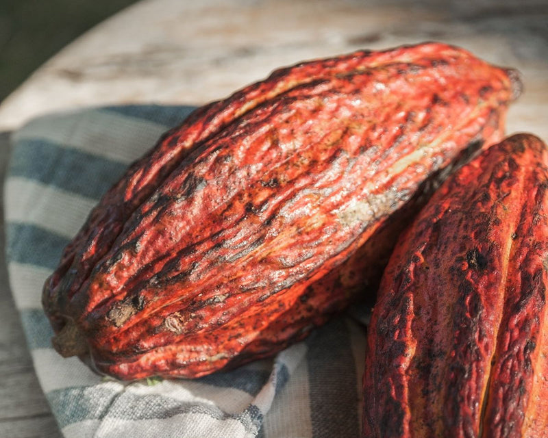 Theobromine: The Feel Good Compound