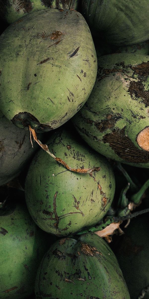 Pile of fresh green coconuts