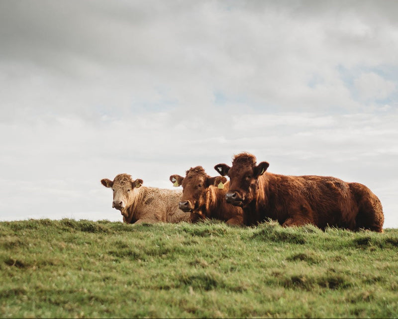 Why Grass-Fed Collagen & Colostrum