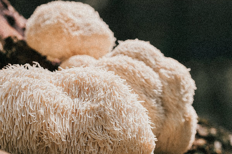 Organic Lion's Mane Mushroom