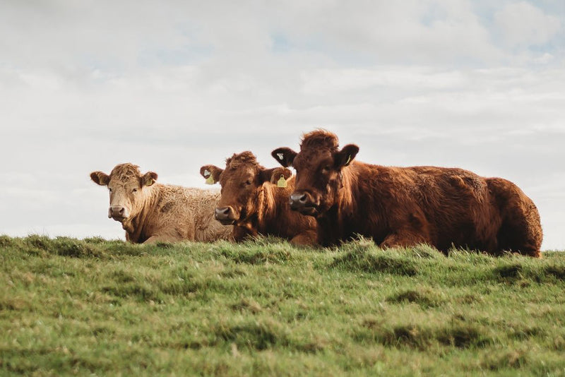 Grass-Fed Collagen + Colostrum
